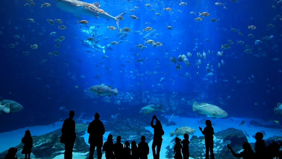 Istanbul Aquarium Ticket & Shuttle - Experiences