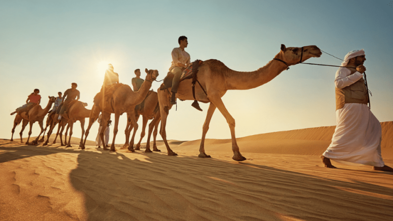 Camel Trekking Experience In Abu Dhabi With Transfers In Land Cruiser – Top-Rated Attractions