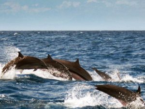 Dolphin Island Boat Trip Recently Added Experiences