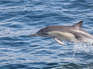 Dolphins Watching Sightseeing and Tours