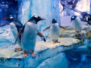 Dubai Aquarium & Underwater Zoo - All Access Pass Experiences