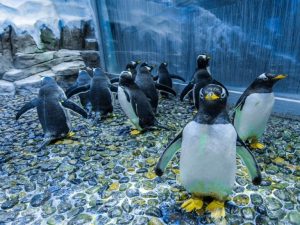 Dubai Aquarium & Underwater Zoo - Penguin Cove & Nursery Experience Experiences