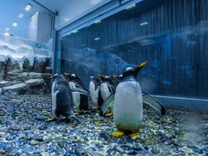 Dubai Aquarium & Underwater Zoo - Penguin Encounter Experiences