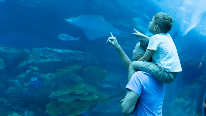 Dubai Aquarium & Underwater Zoo – Ray Encounter – Experiences