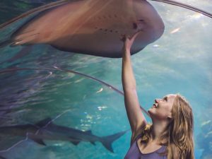 Dubai Aquarium & Underwater Zoo - Ray Encounter Experiences