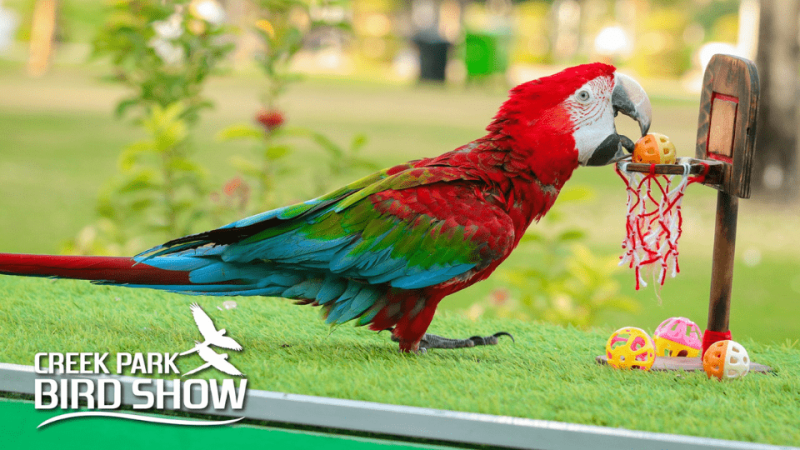 Exotic Bird Show – Dubai Dolphinarium – Dubai Dolphinarium