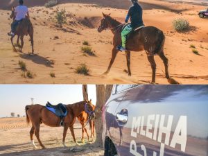 Horse Back Riding Desert Hack Sports Events