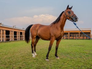 Horse Riding at Al Marmoom Oasis With Transfer Desert safaris