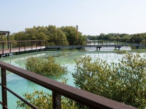 Jubail Mangrove Park - Boardwalk Experience Recently Added Experiences