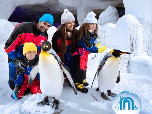 Ski Dubai: Snow Premium with Penguin Encounter Attractions Special Offers