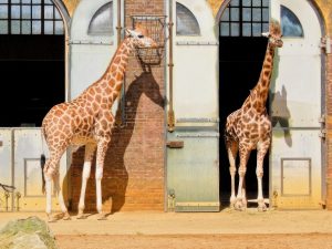 ZSL London Zoo Top-Rated Attractions