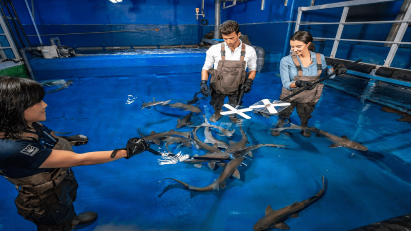 Dubai Aquarium & Underwater Zoo – Shark Trainer Encounter – Experiences