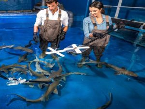 Dubai Aquarium & Underwater Zoo - Shark Trainer Encounter Experiences