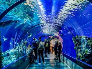 Istanbul Aquarium Ticket & Shuttle Experiences