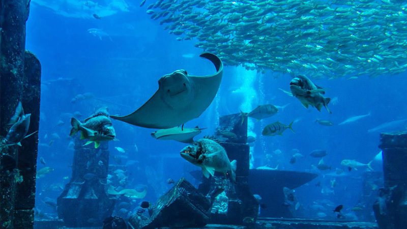 Oman Aquarium – Experiences