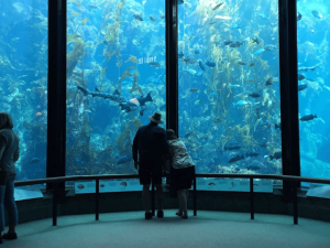 Oman Aquarium Experiences